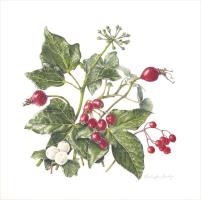 Winter Berries